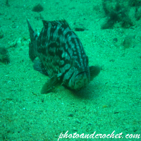 Mottled grouper - Image